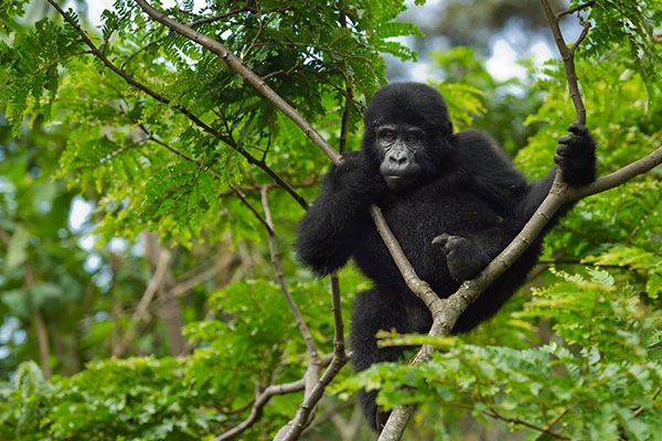 5 Days Rwanda Primates Encounter And Lake Kivu