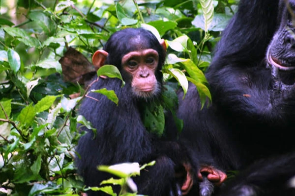 5 Days Rwanda Primates Encounter And Lake Kivu