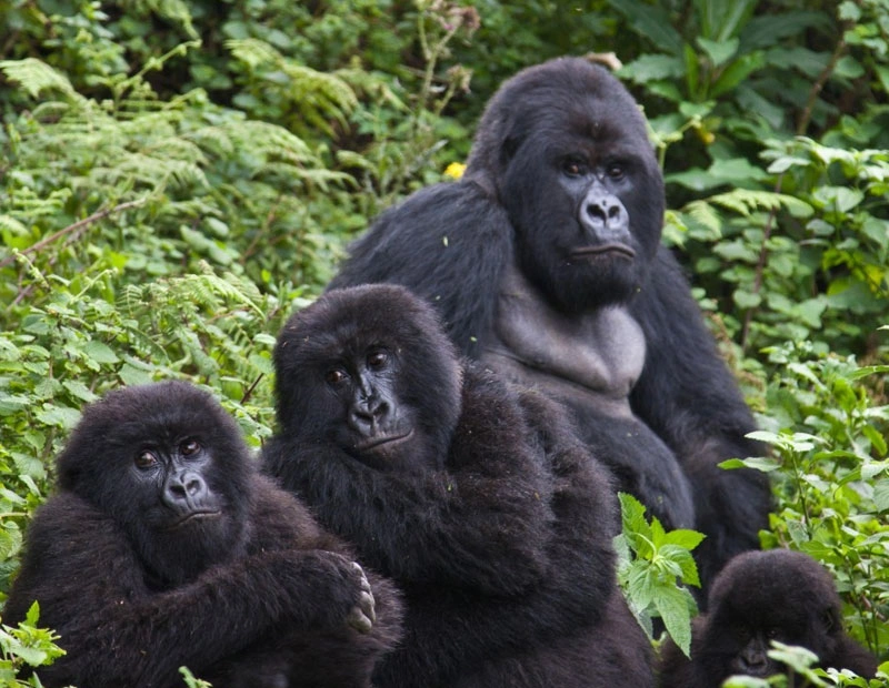 9 Days Rwanda Primate Adventure Safari