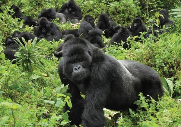 9 Days Rwanda Primate Adventure Safari