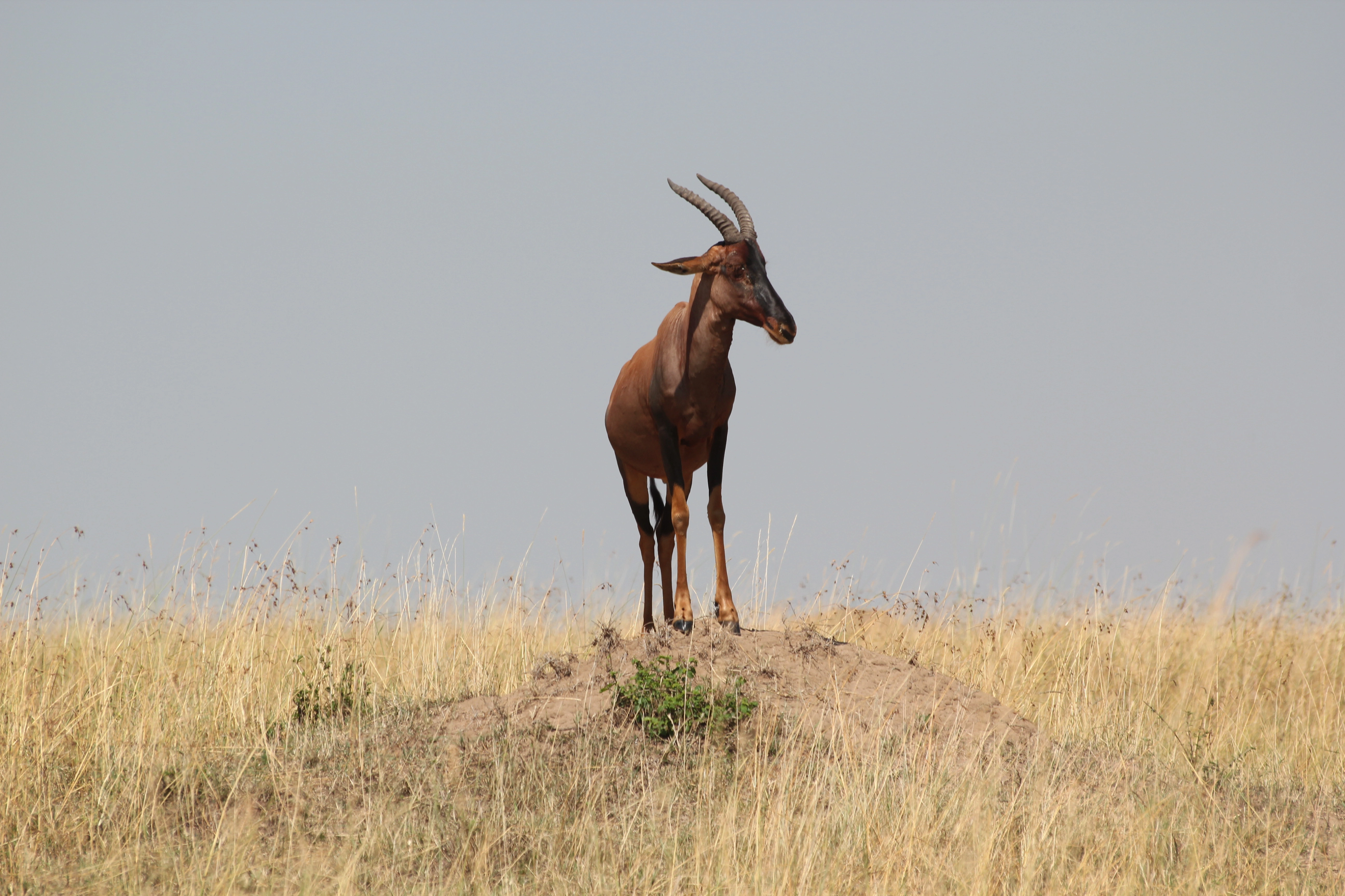 Tanzania Incentives, Meetings & Conferences