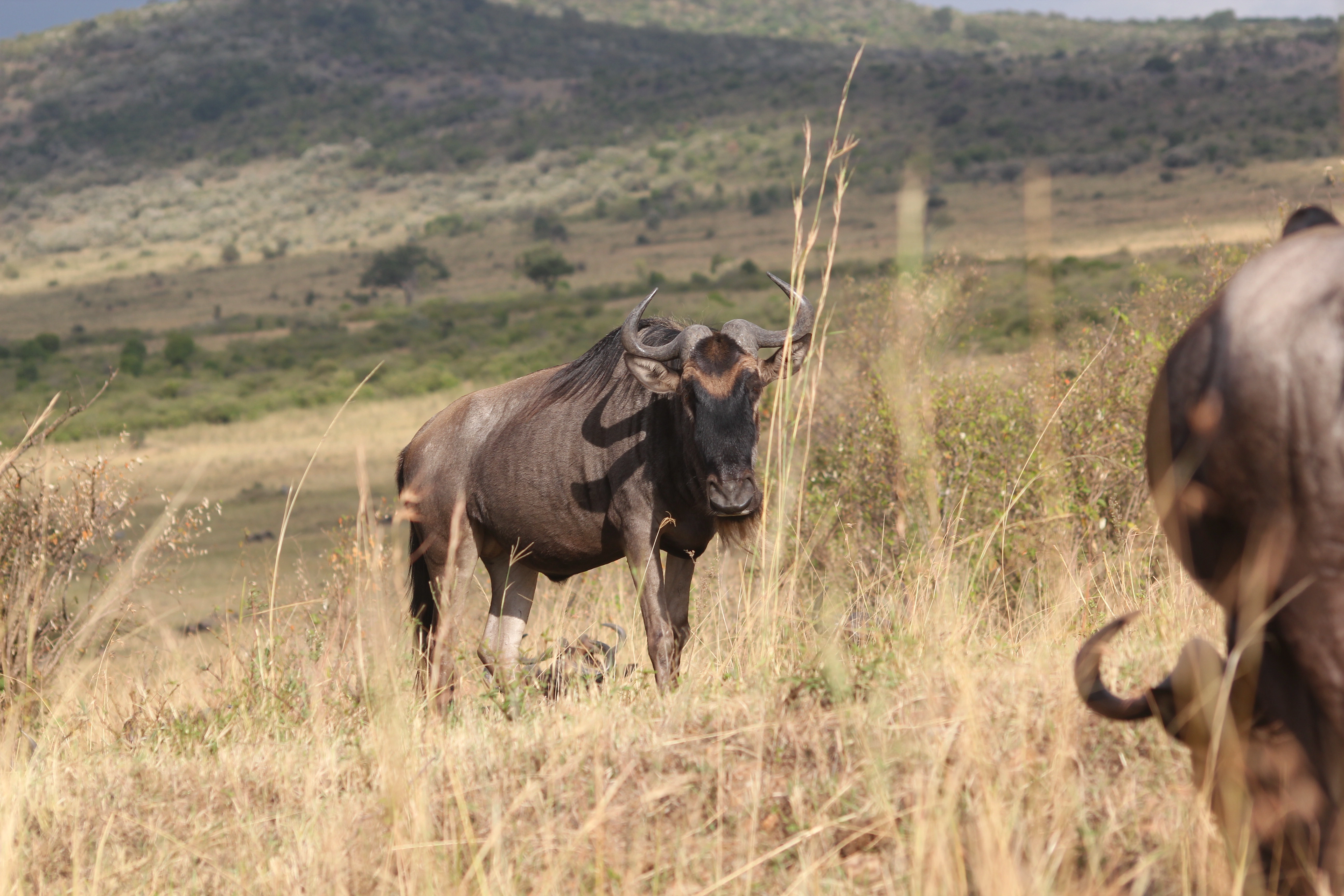 Tanzania Incentives, Meetings & Conferences