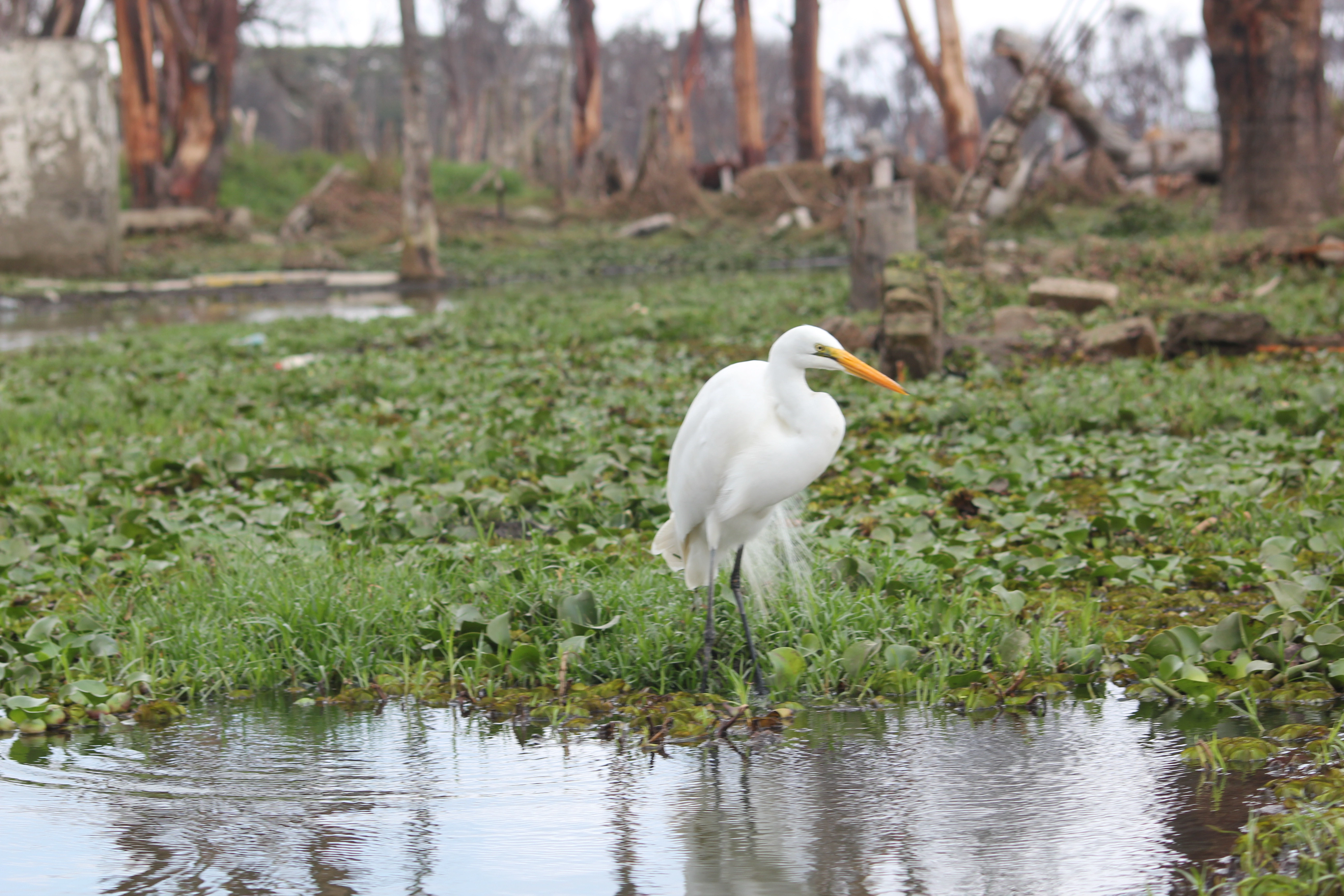 5 Days Tanzania Birding Safari