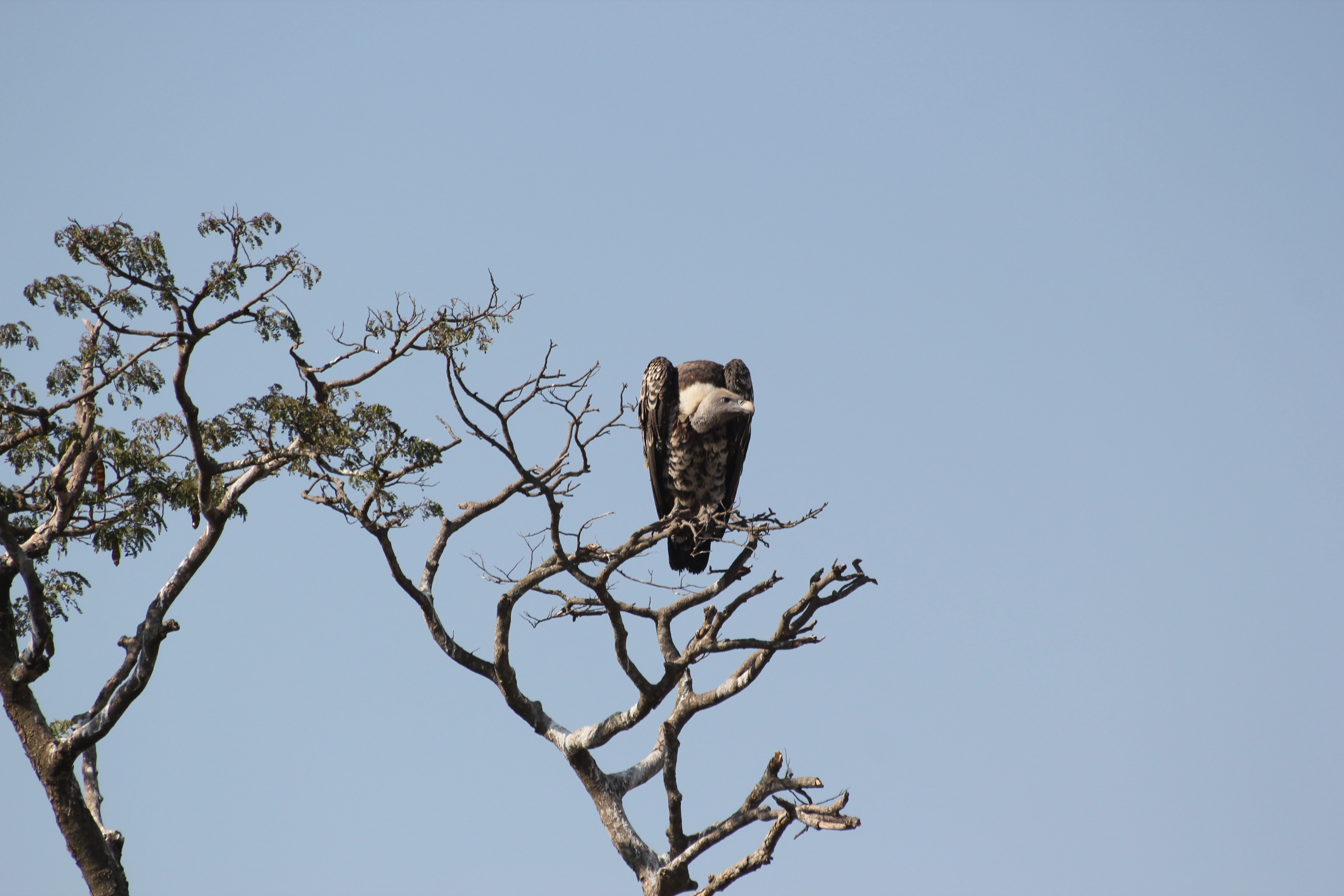 5 Days Tanzania Birding Safari