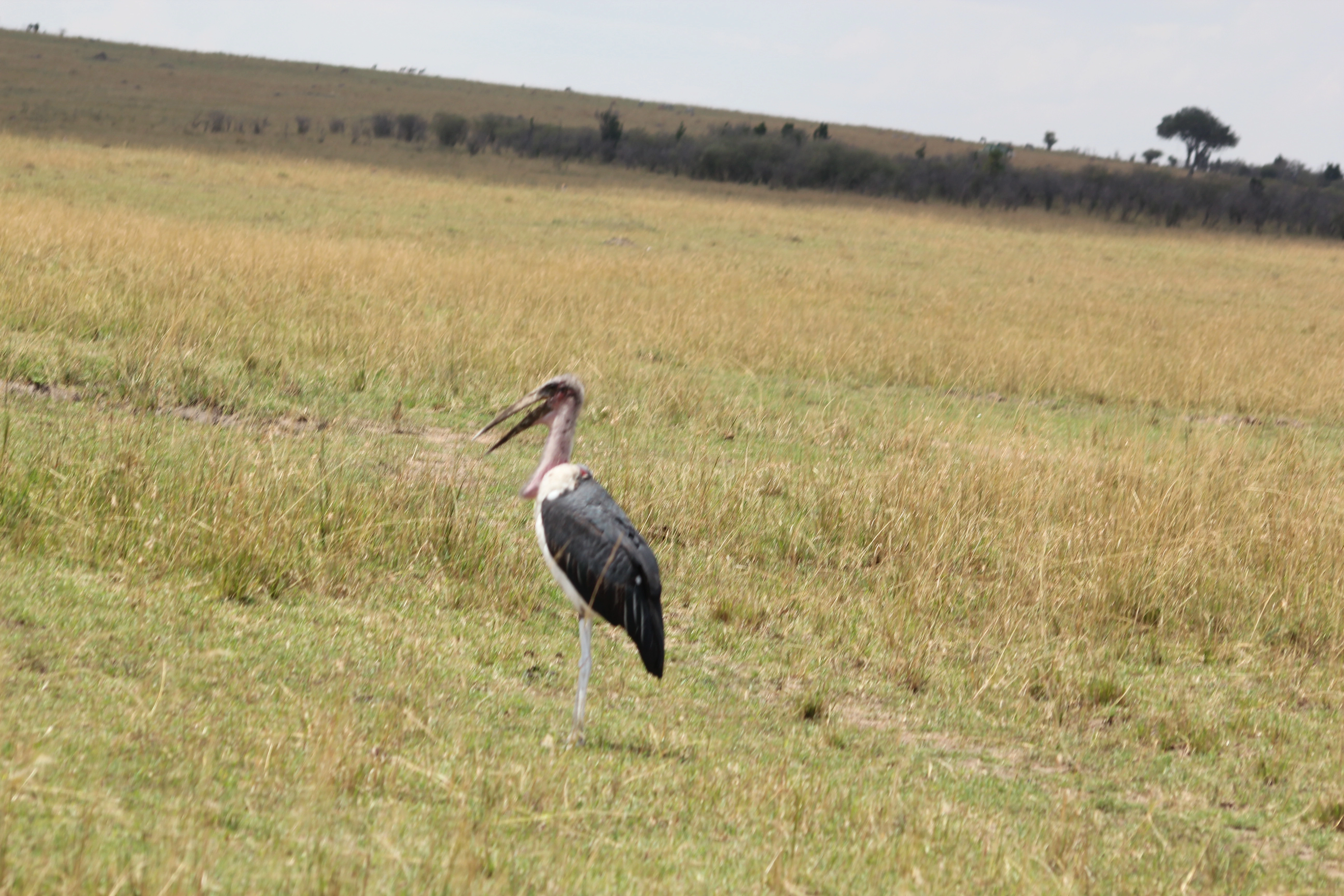 5 Days Tanzania Birding Safari