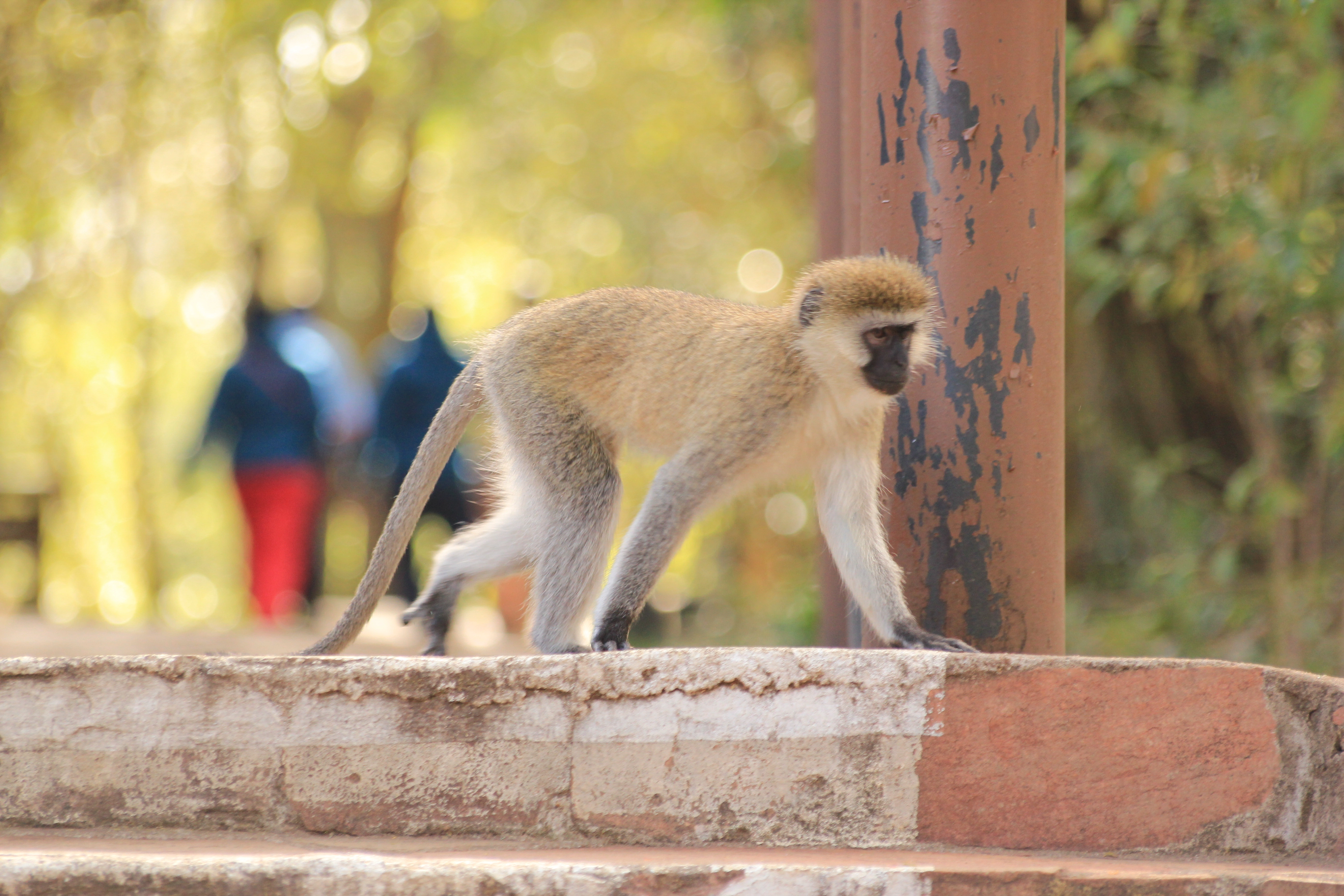 13 Days Tanzania Family Safari