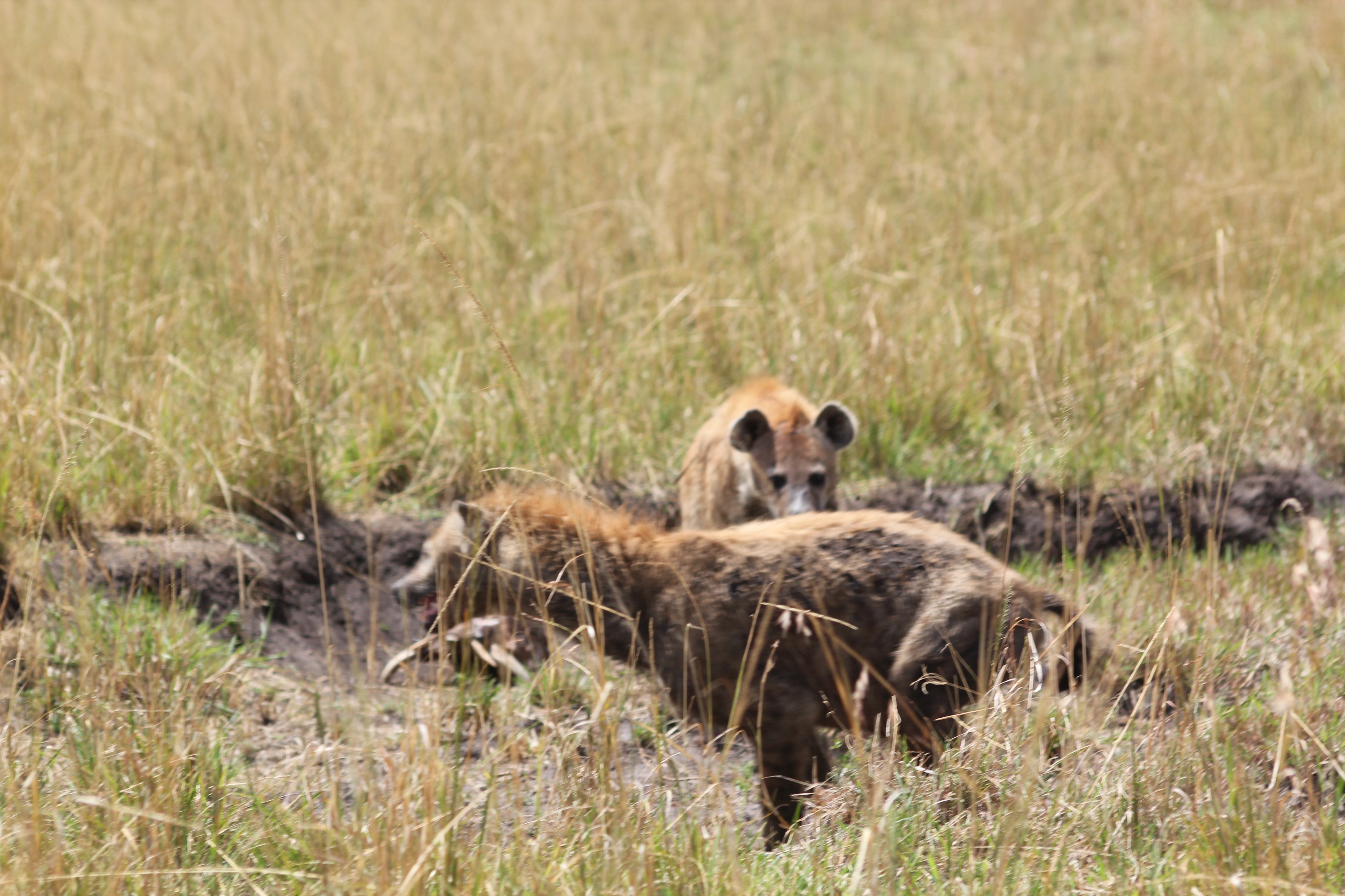 7 Days Tanzania Cultural Tour Bushmen Land