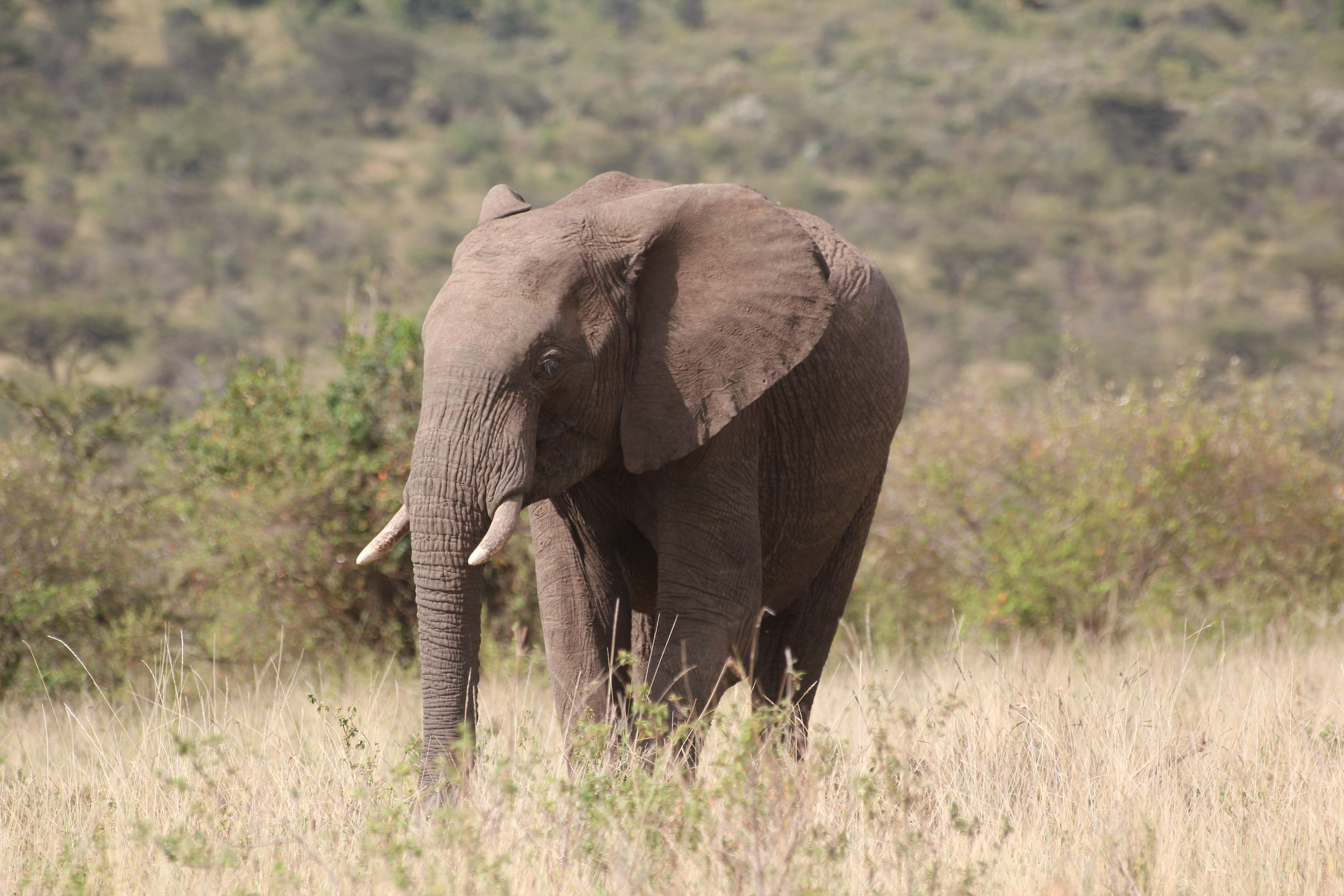 7 Days Tanzania Luxury Safari
