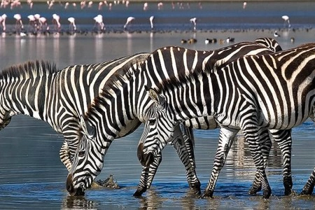 7 Days Tanzania Luxury Safari