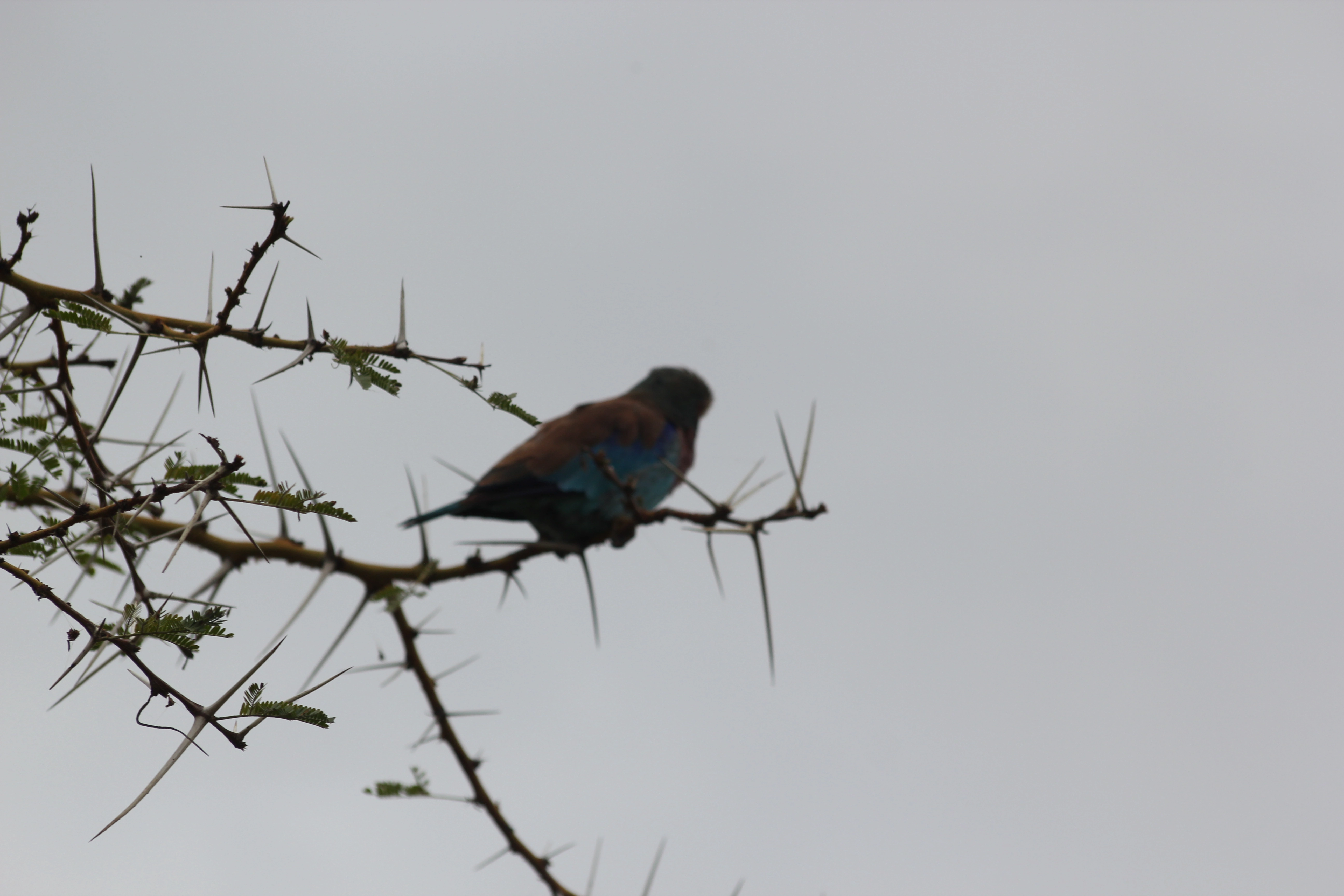 7 Days Tanzania Bird-Watching Safari