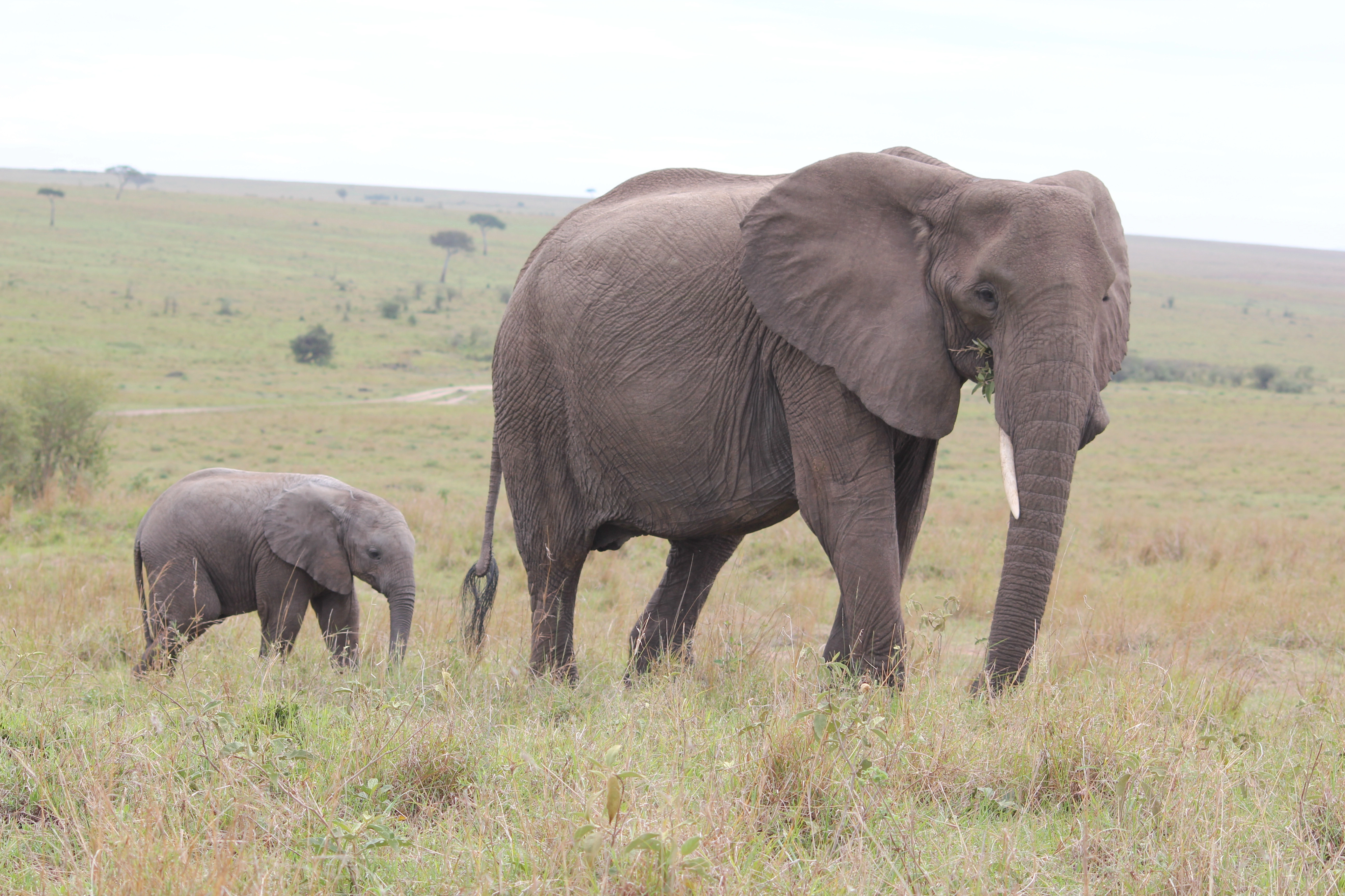 3 Days Tanzania Bird Watching Safari