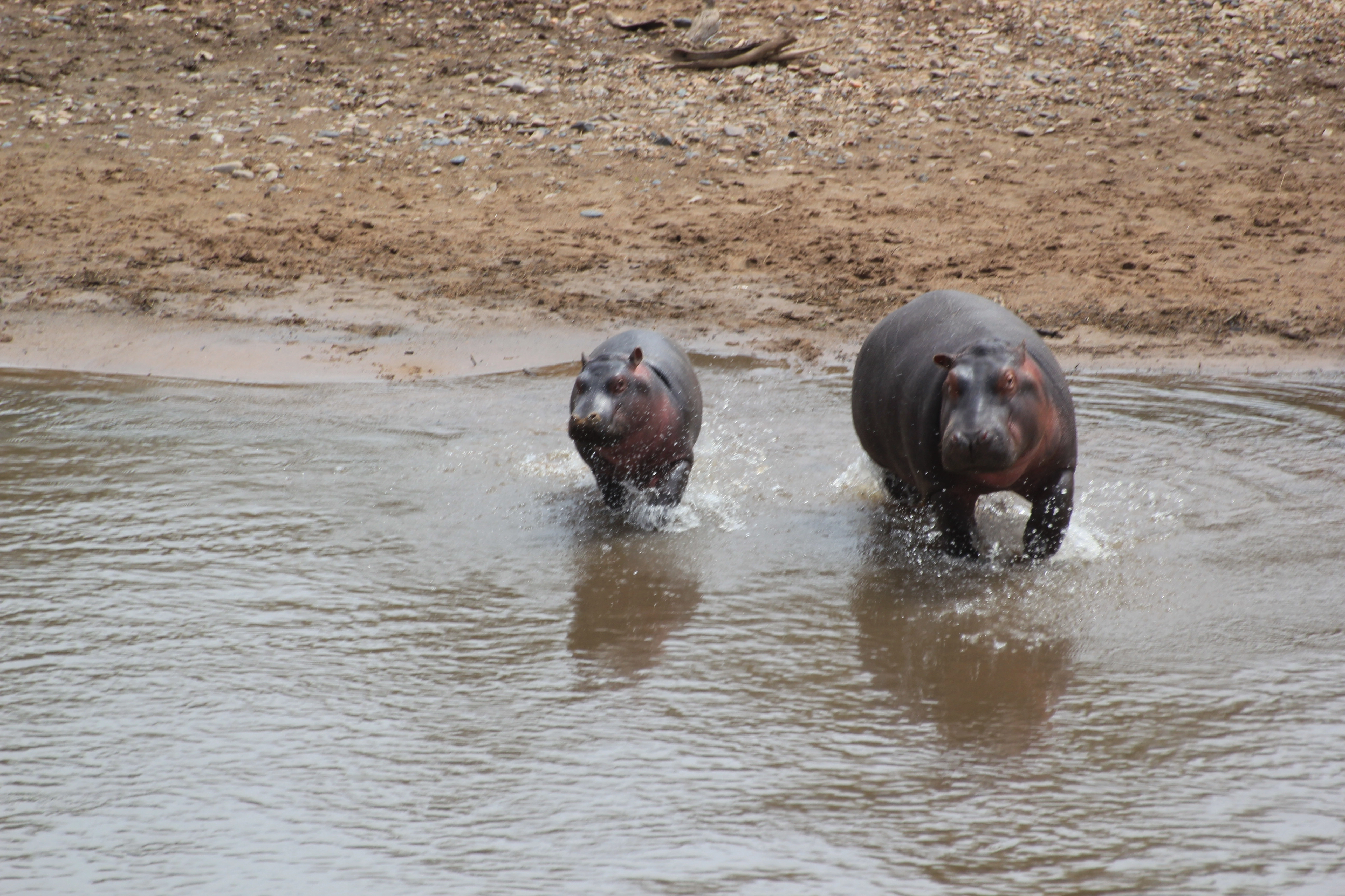 3 Days Tanzania Bird Watching Safari
