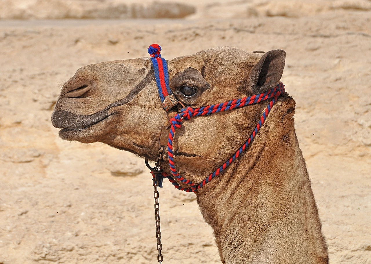 10 Days Cairo, Luxor, And Hurghada