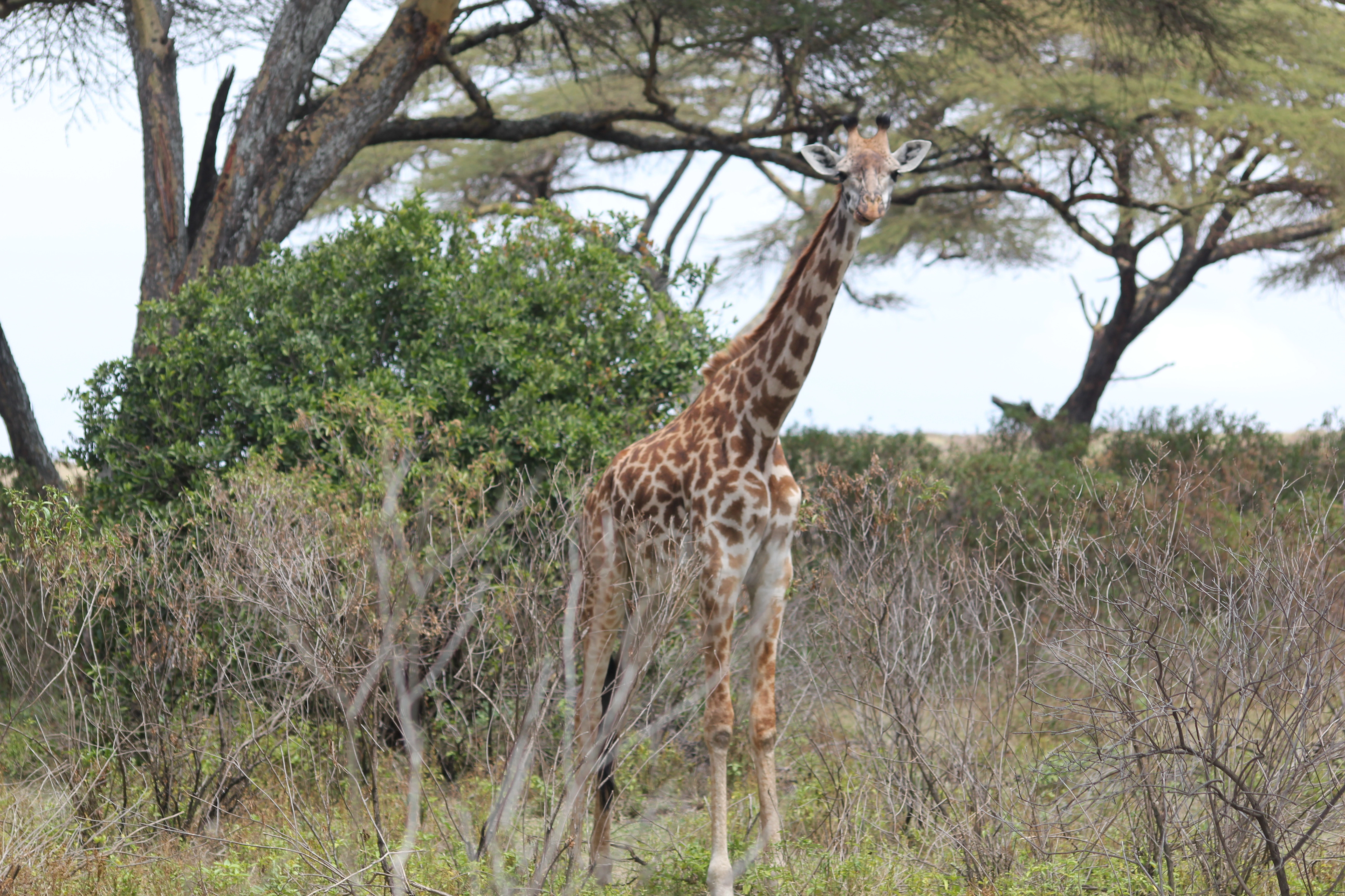 The Giraffe Centre