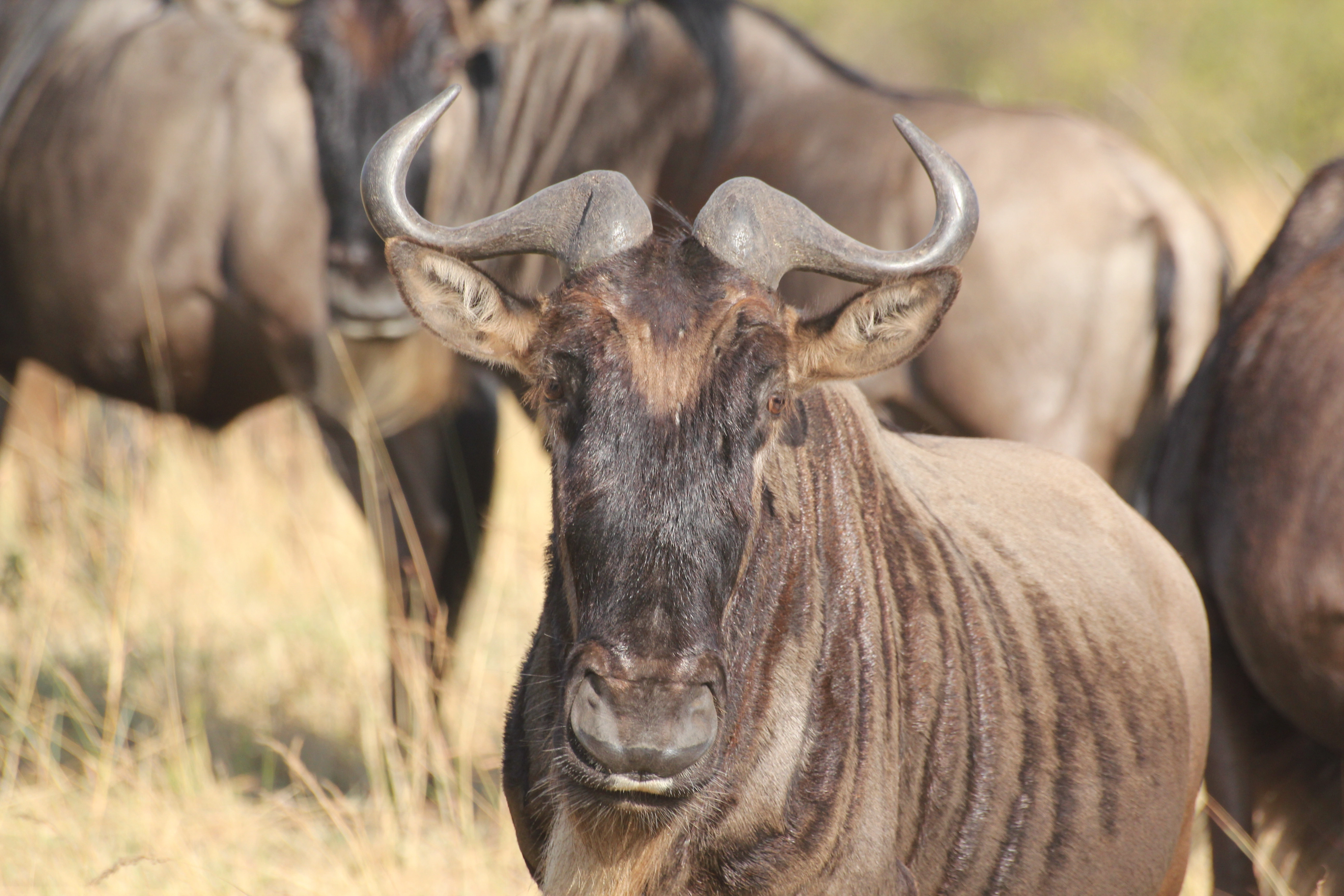 Kenya & Tanzania Safari (13 Days)