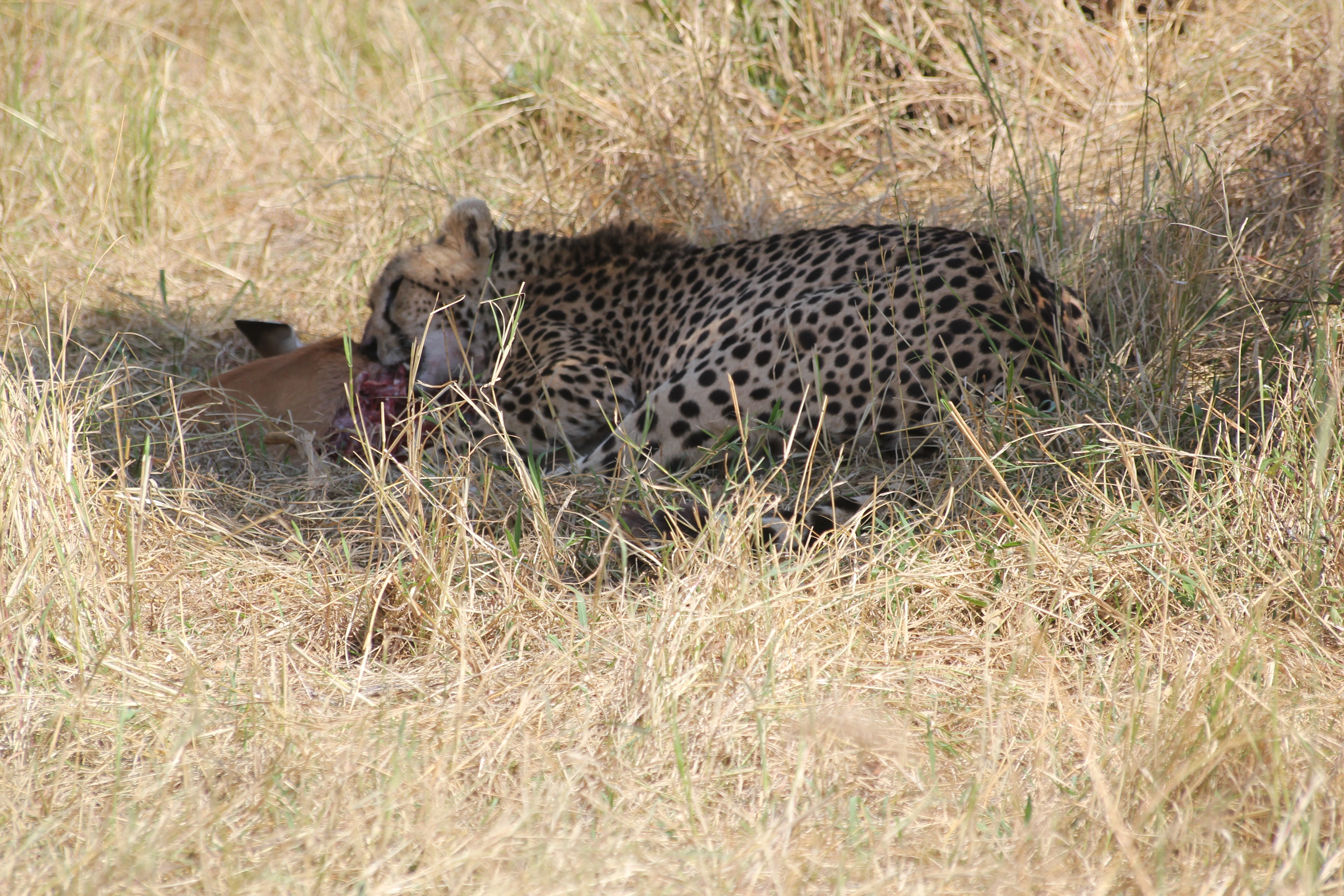 Kenya & Tanzania Safari (13 Days)