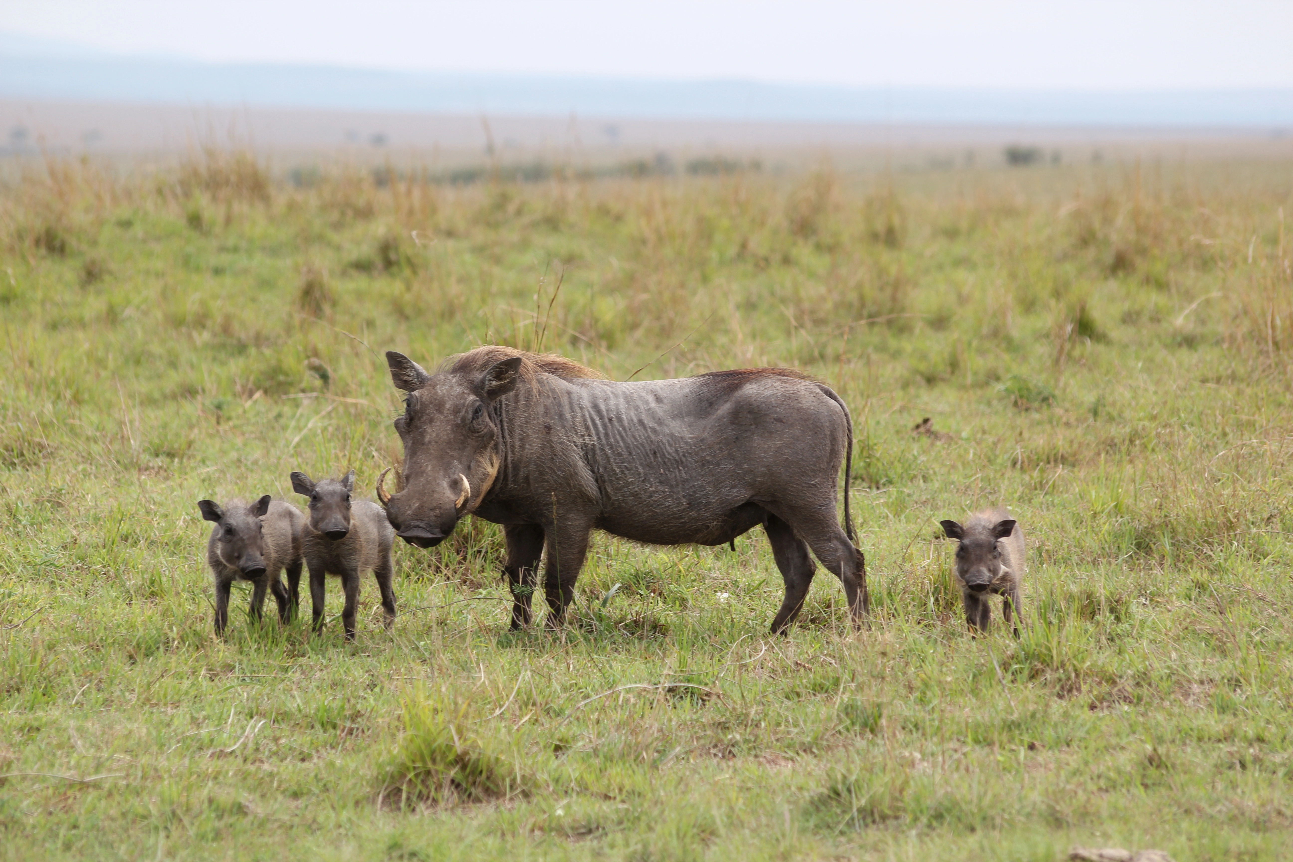 Safari Mpaka (6 Days)