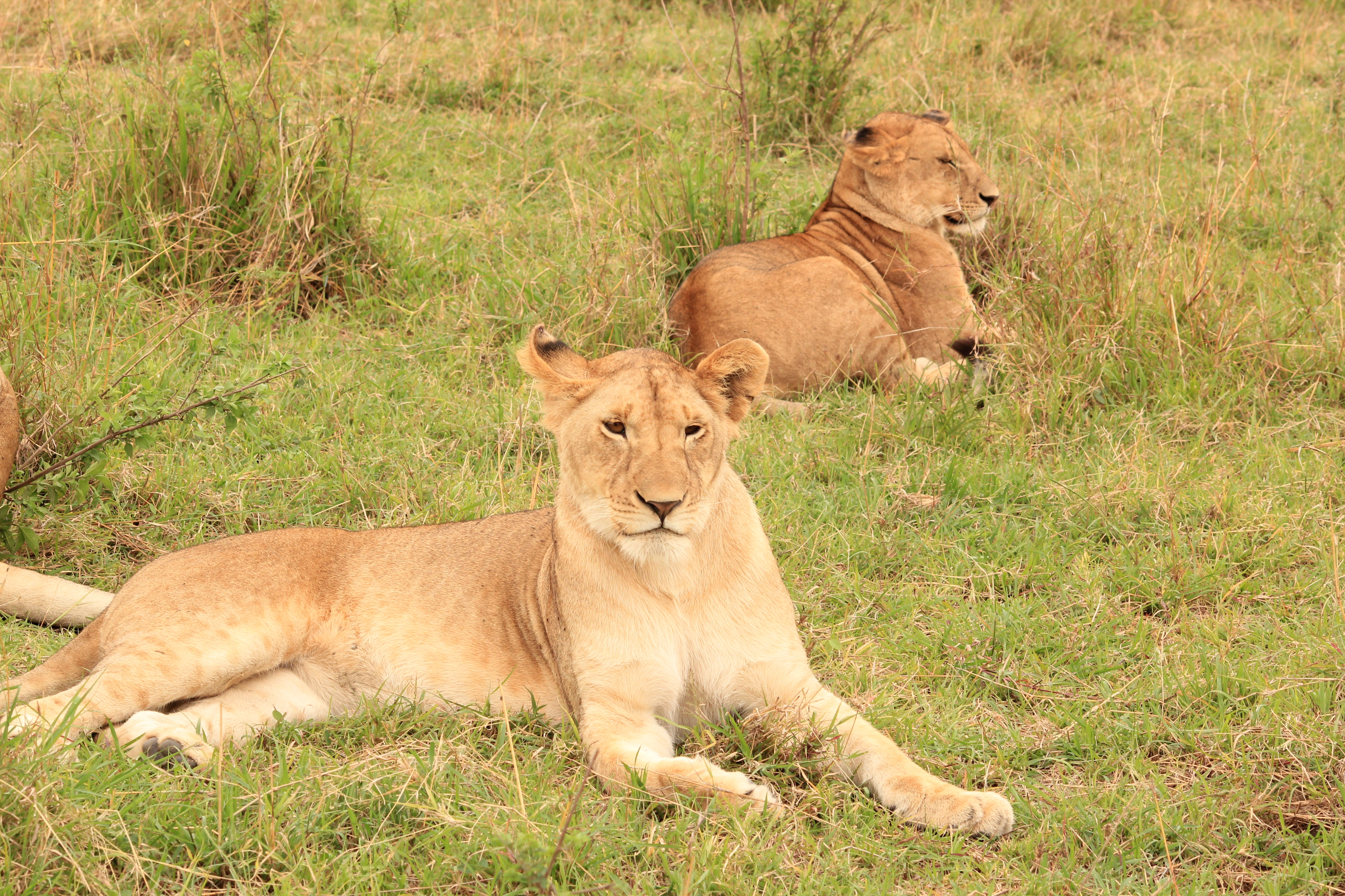 Amboseli Extension (1 Night)
