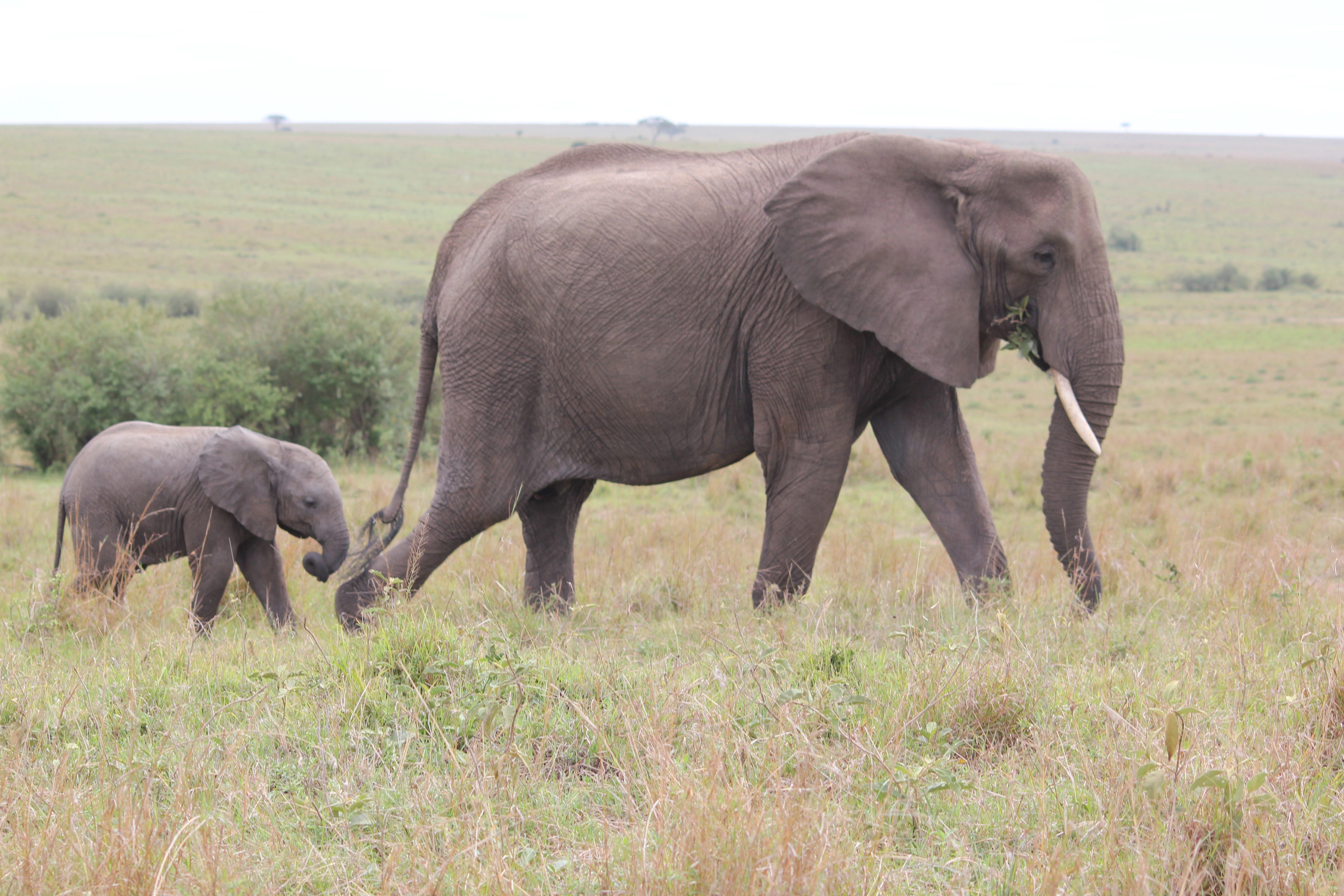 Mwaluganje Elephant Sanctuary