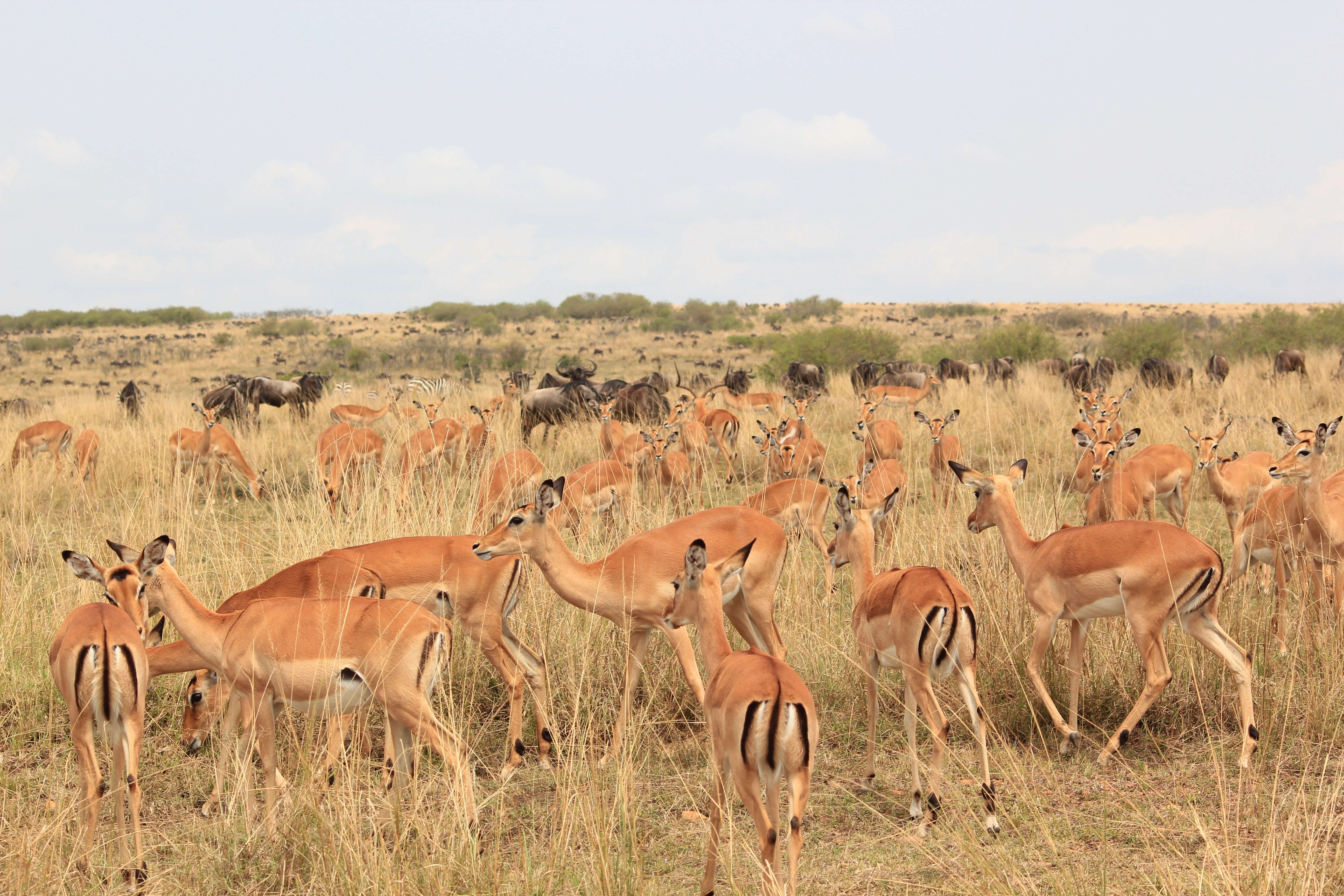 Nairobi City Tour Excursion