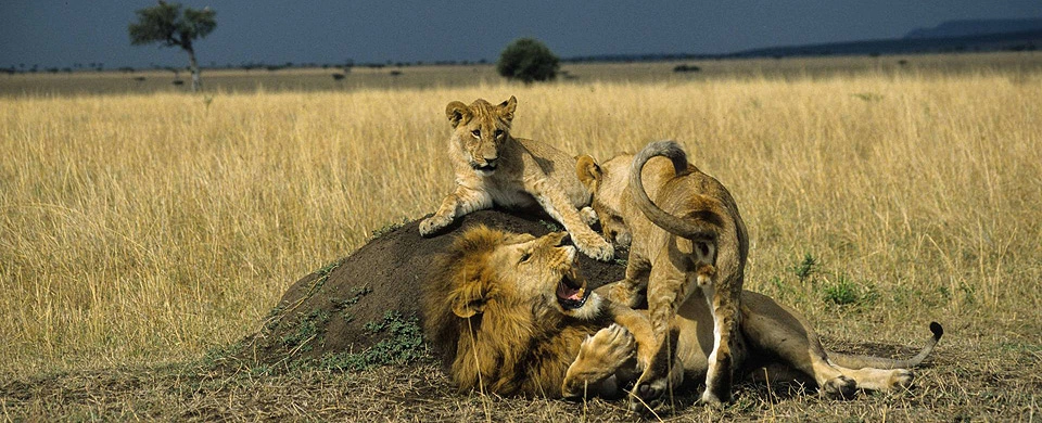 10 Days Spectacular Kenya Safari