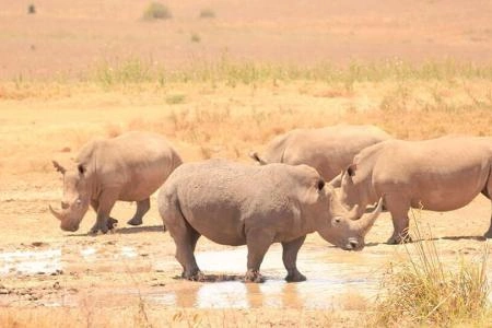 6 Days Kicheche Mara Wilderness Safari