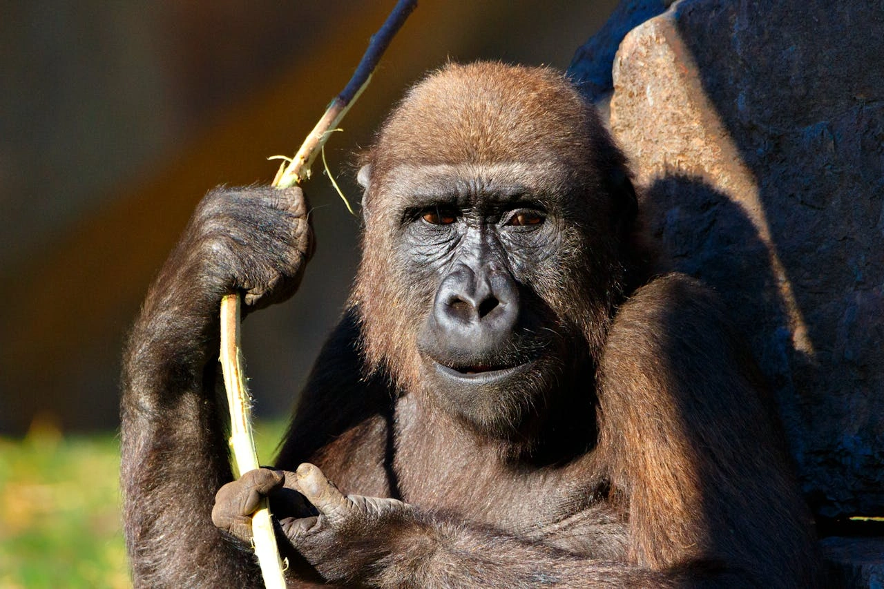 Murchison Falls - Kibale Forest - QE - Gorillas & Lake Mburo (11 days)