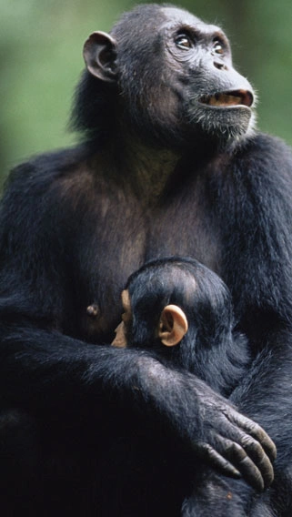 Murchison Falls - Kibale Forest - QE - Gorillas & Lake Mburo (9 days)