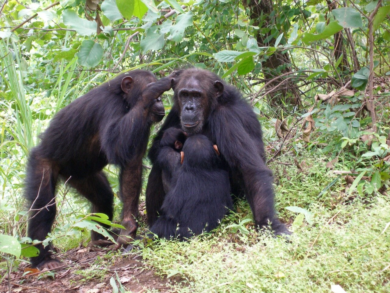 Murchison Falls - Kibale Forest - QE - Gorillas & Lake Mburo (9 days)