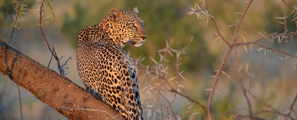 Murchison Falls - Kibale Forest - QE & Lake Mburo (7 Days)