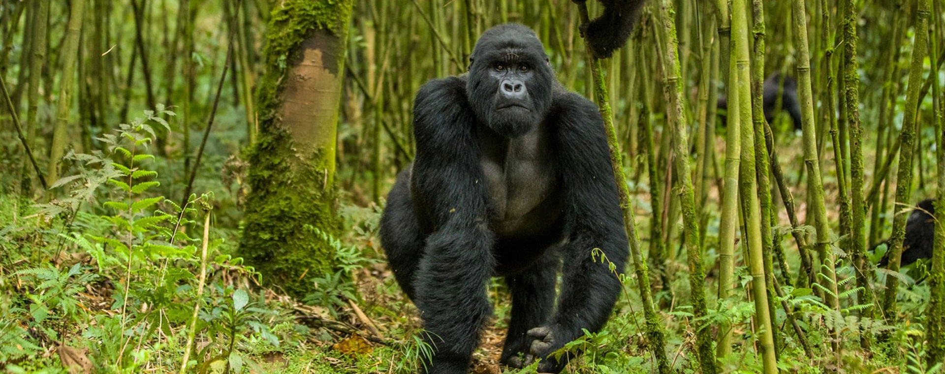 Kibale Forest - Queen Elizabeth & Lake Mburo Parks (5 Days)