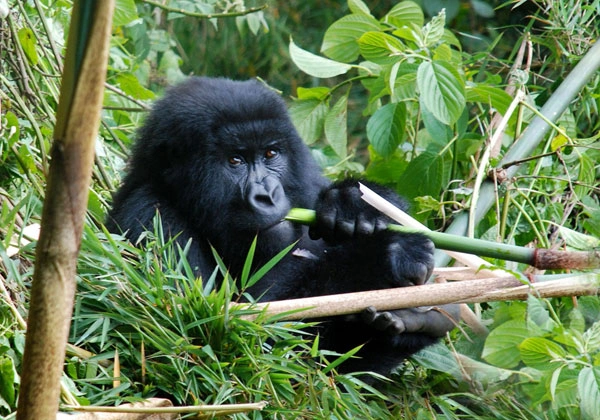 5 Days Gorilla Tracking & Queen Elizabeth