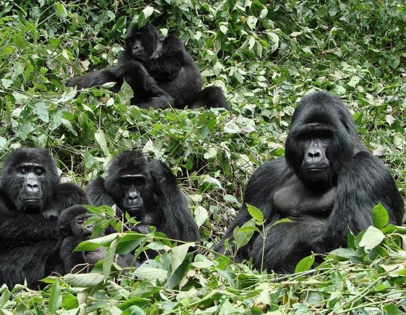 5 Days Gorilla Tracking & Queen Elizabeth