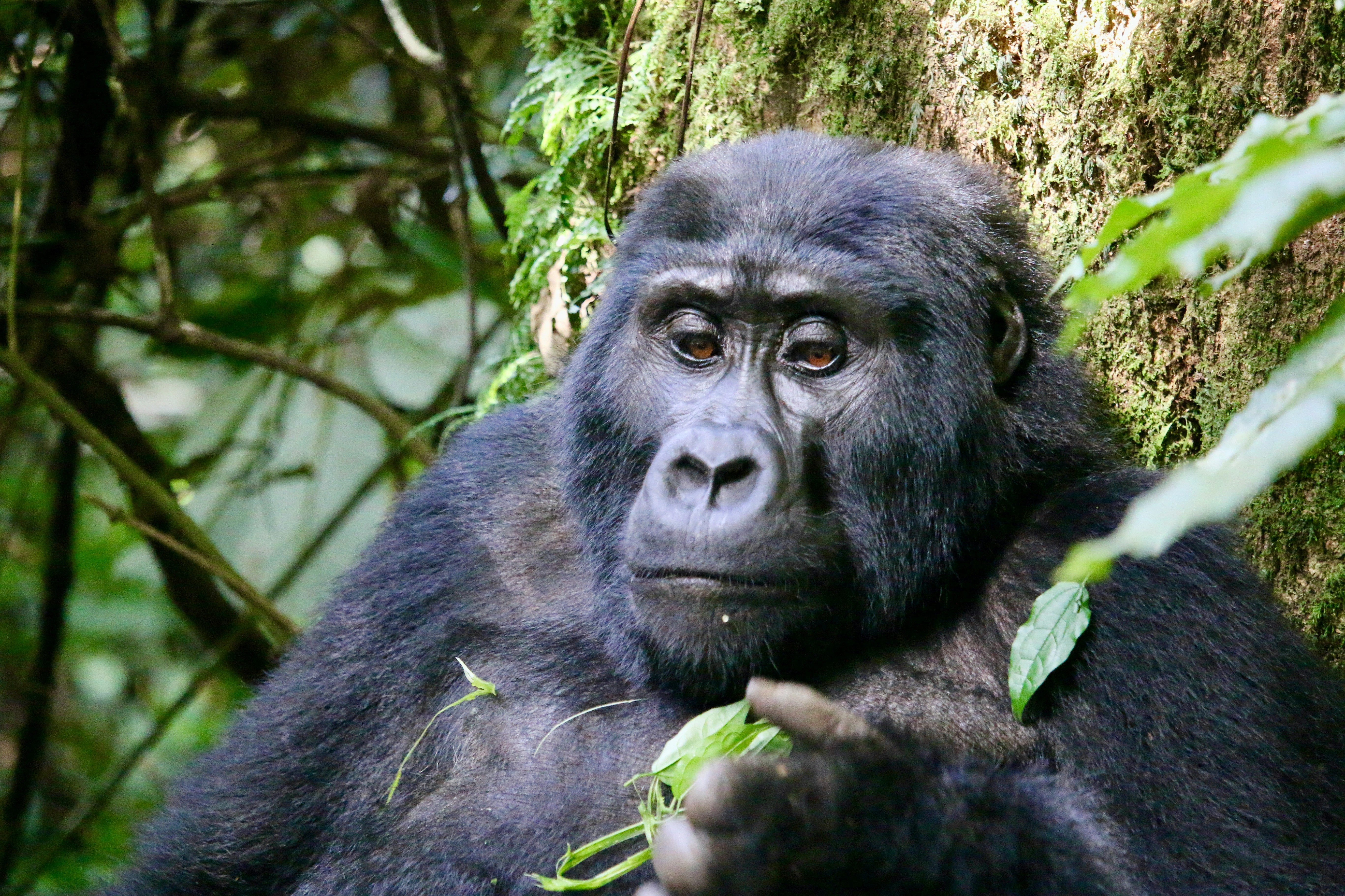 Queen Elizabeth National Park (3 Days)
