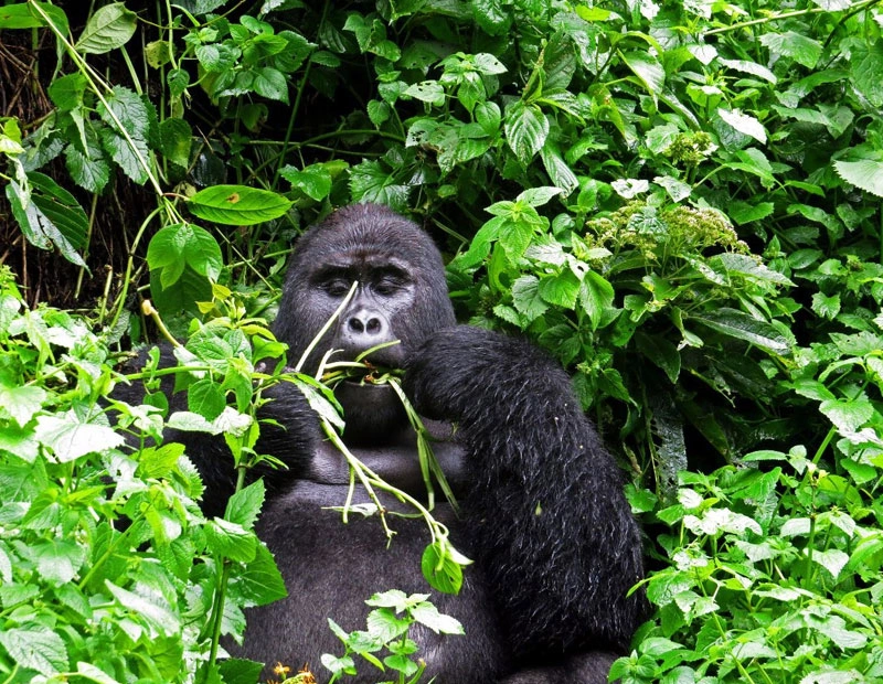 Murchison Falls National Park (3 Days)