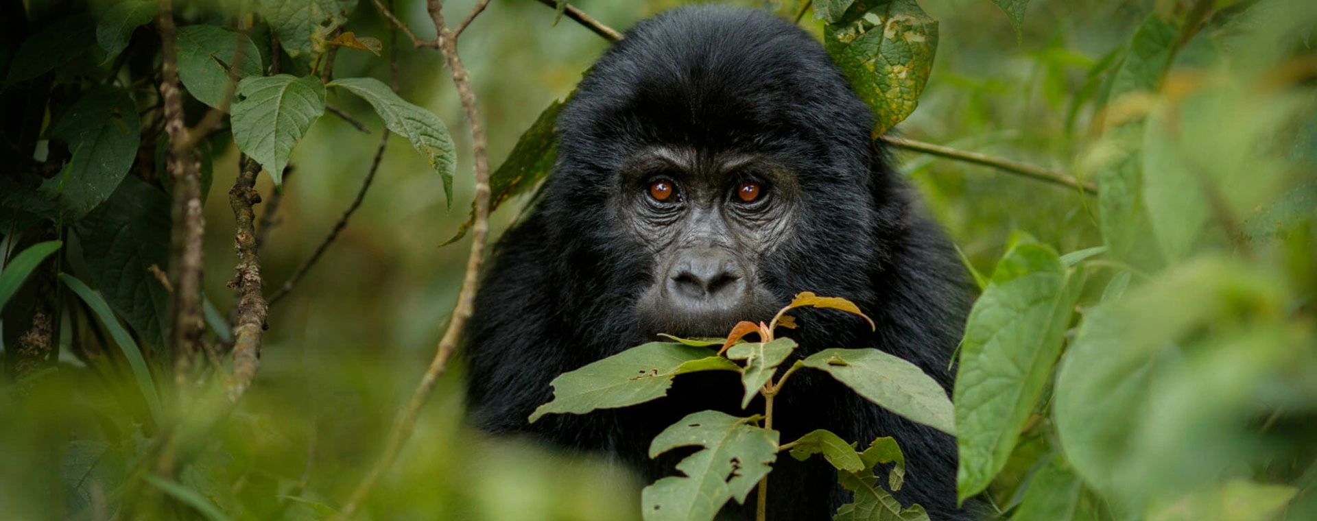 Murchison Falls National Park (3 Days)