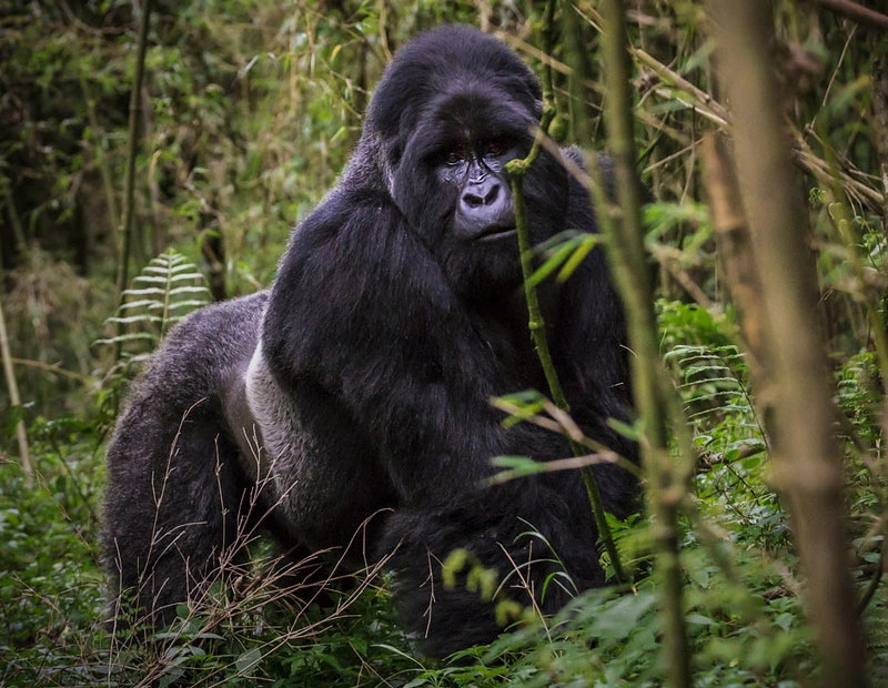 Gorilla Tracking: Bwindi Forest (3 Days)