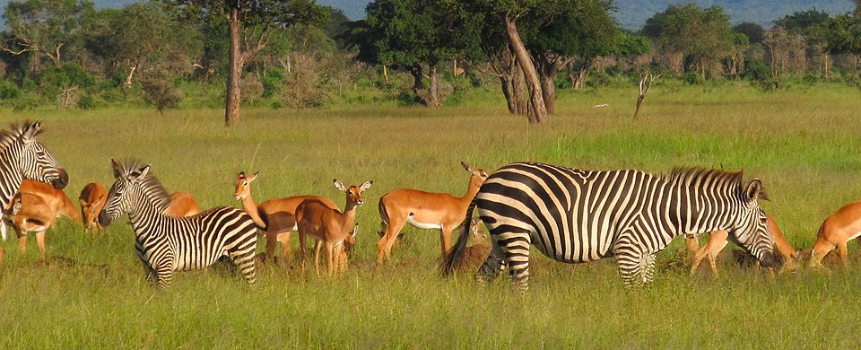 7 Days Classic Kenya Conservancy Safari