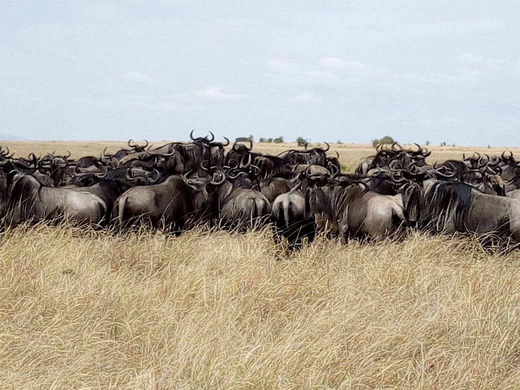 7 Days Classic Kenya Conservancy Safari