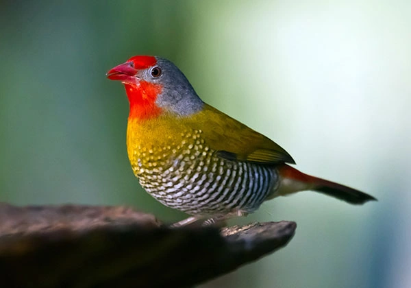 11 Days Kenya Bird-Watching Safari