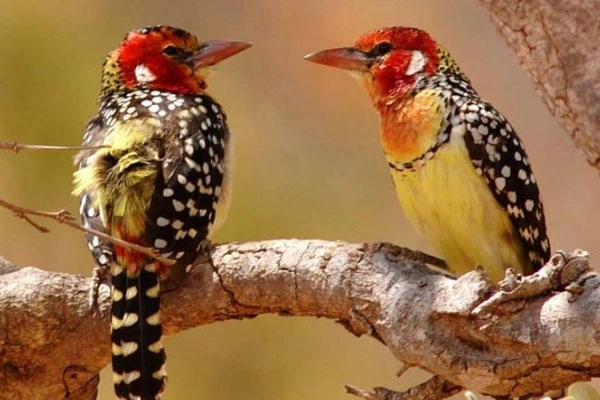 11 Days Kenya Bird-Watching Safari