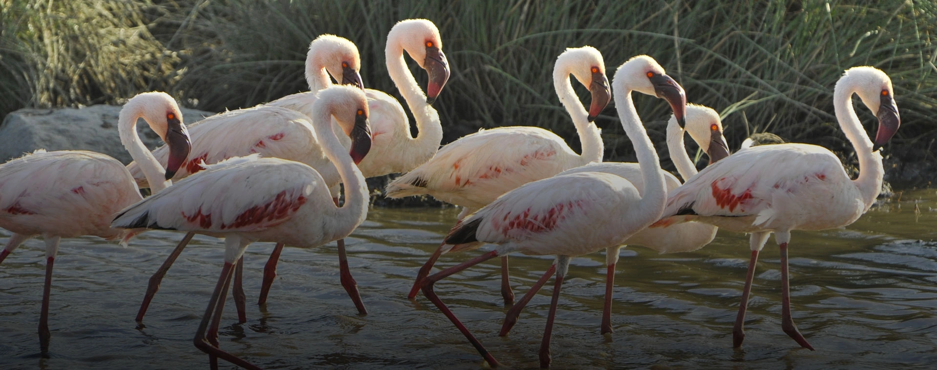 11 Days Kenya Bird-Watching Safari
