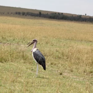 11 Days Kenya Bird-Watching Safari