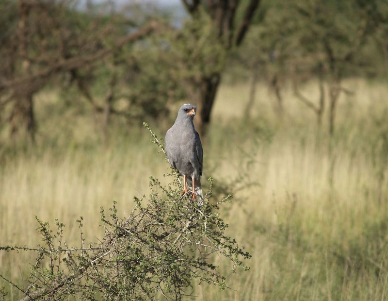 22 Days Kenya Bird-Watching Safari