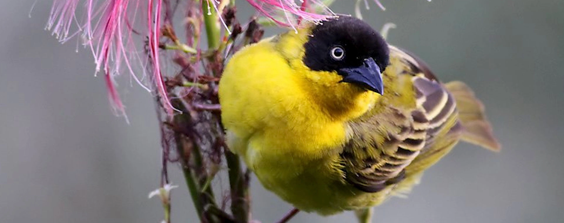 22 Days Kenya Bird-Watching Safari
