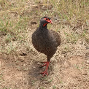22 Days Kenya Bird-Watching Safari