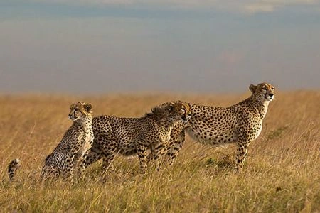 7 Days Cheetah Kenya Safari