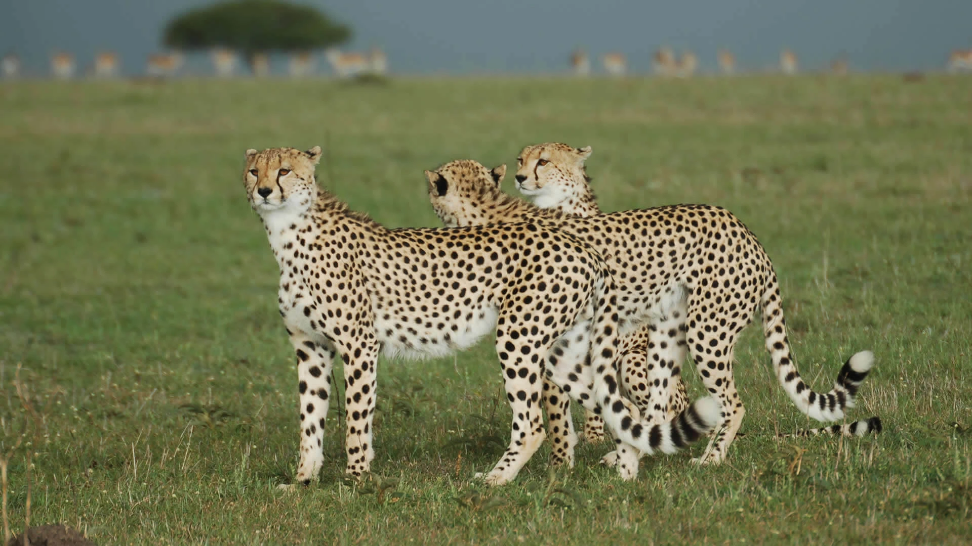7 Days Cheetah Kenya Safari