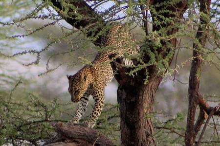 8 Days Safari Chui Kenya