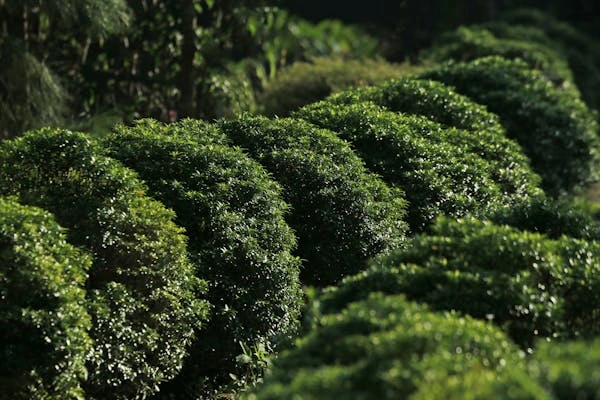 7 Days Kenya Agricultural Tour Option